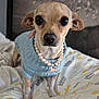 animal, blanket, blue_sweater, bone_charm, chihuahua, close_up, cozy, cute, dog, domestic_animal, ears, eyes, fur, indoor, looking_at_camera, nose, patterned_blanket, pearl_necklace, pet, small_dog