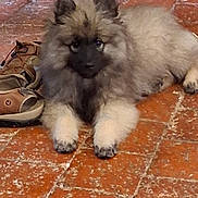 Alrik participe au concours pour gagner de l'argent avec cette photo : dog, puppy, fluffy, fur, brown_shoes, tile_floor, indoor, pet, lying_down, curious, cozy, animal, front_paws, canine, domestic_animal, pet_indoor, floor_tiles, resting, young_dog, companion