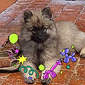 Bruno C.