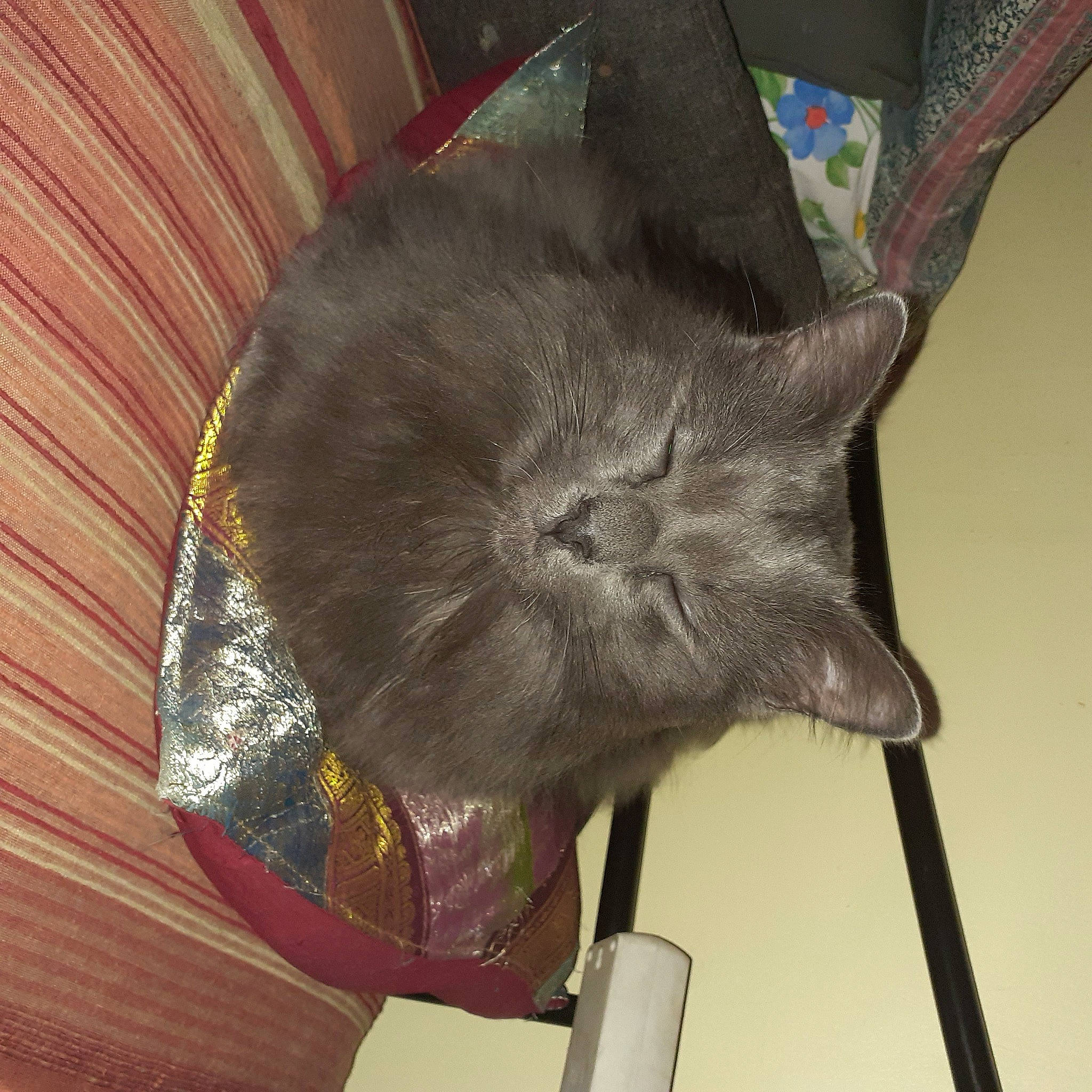 Foxy participe au concours pour gagner de l'argent avec cette photo : black_cat, carmine, carnivore, cat, cat_supply, costume_hat, domestic_short_haired_cat, fashion_accessory, felidae, fur, mammal, paper, small_to_medium_sized_cats, snout, tail, whiskers