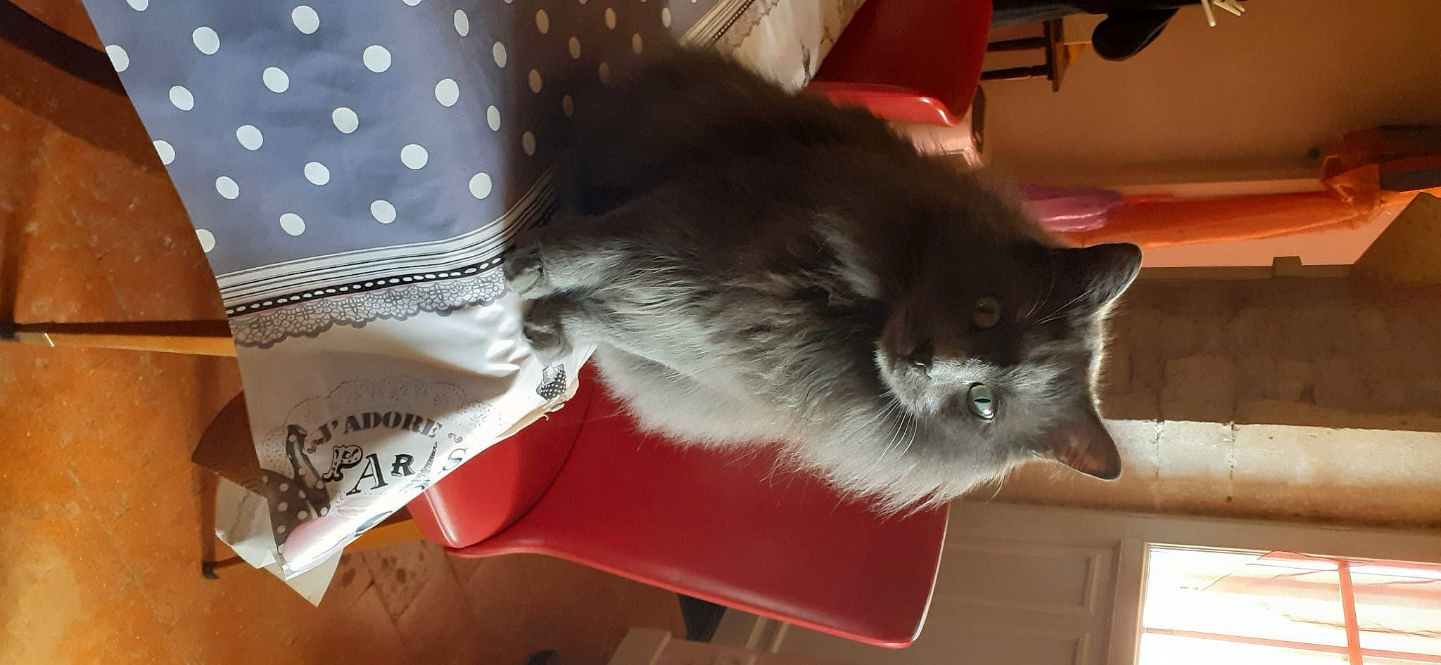 Foxy participe au concours pour gagner de l'argent avec cette photo : box, carmine, carnivore, cat, claw, costume_hat, domestic_short_haired_cat, fashion_accessory, felidae, fur, hardwood, mammal, pattern, paw, small_to_medium_sized_cats, snout, tail, textile, whiskers, wood