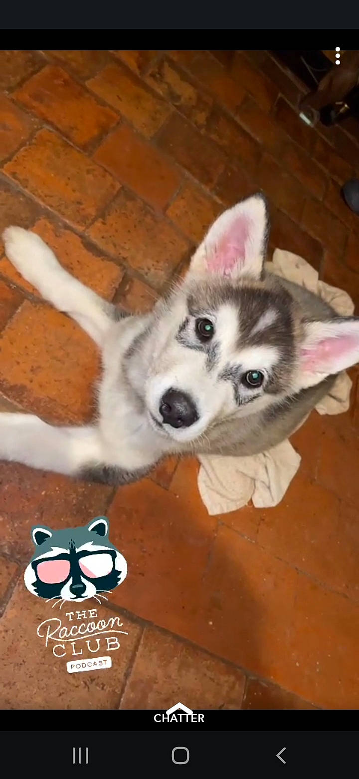 Sachiko a rejoint le concours — aidez-le/la à gagner de superbes lots ! ancient_dog_breeds, canidae, canis, carnivore, companion_dog, dog, dog_breed, dog_supply, eyewear, flooring, fur, non_sporting_group, paw, siberian_husky, sled_dog, tail, terrestrial_animal, wood, working_animal, working_dog