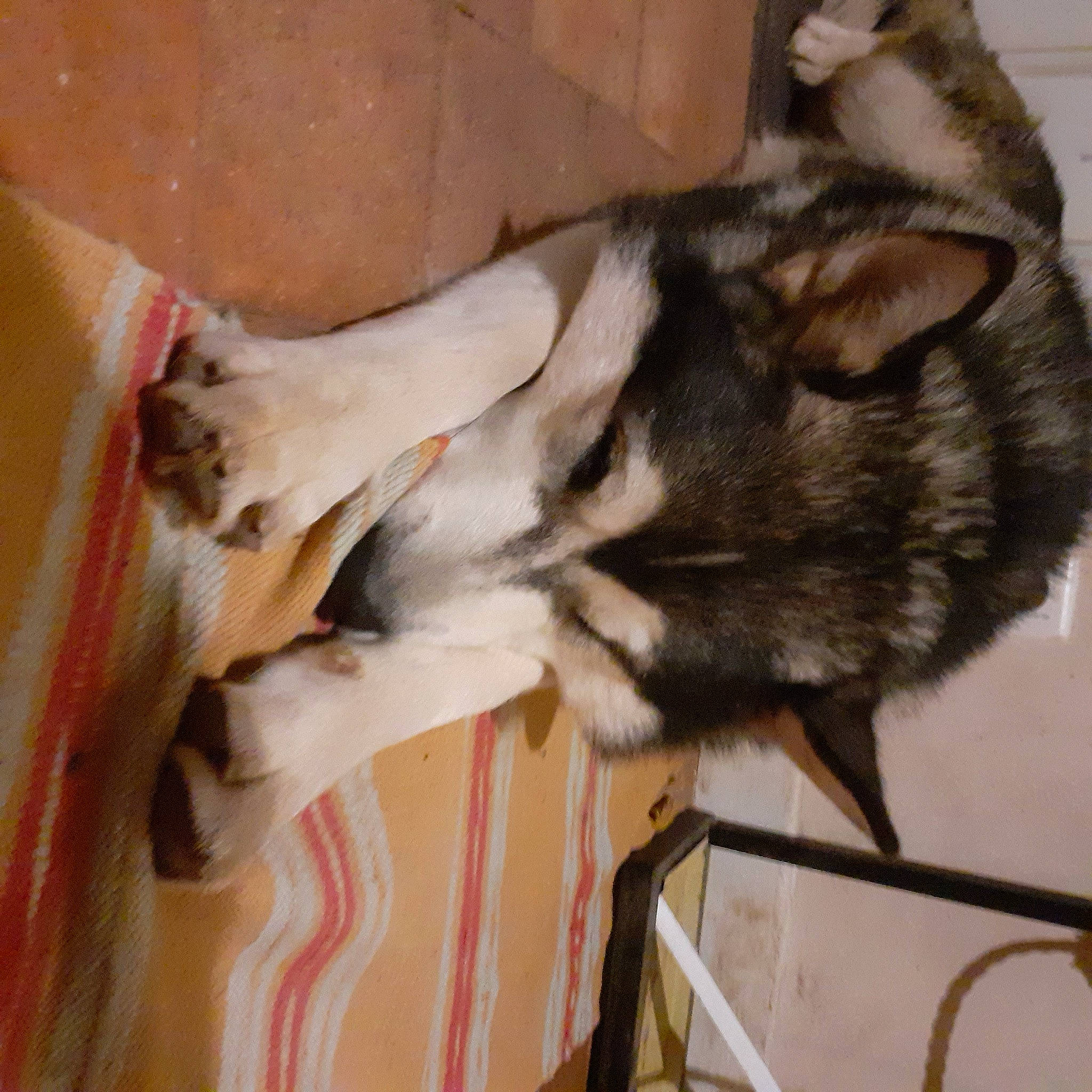 Sachiko participe au concours pour gagner de l'argent avec cette photo : canidae, carnivore, claw, comfort, companion_dog, dog, dog_breed, fawn, felidae, foot, fur, hardwood, paw, small_to_medium_sized_cats, sporting_group, tail, terrestrial_animal, whiskers, wood