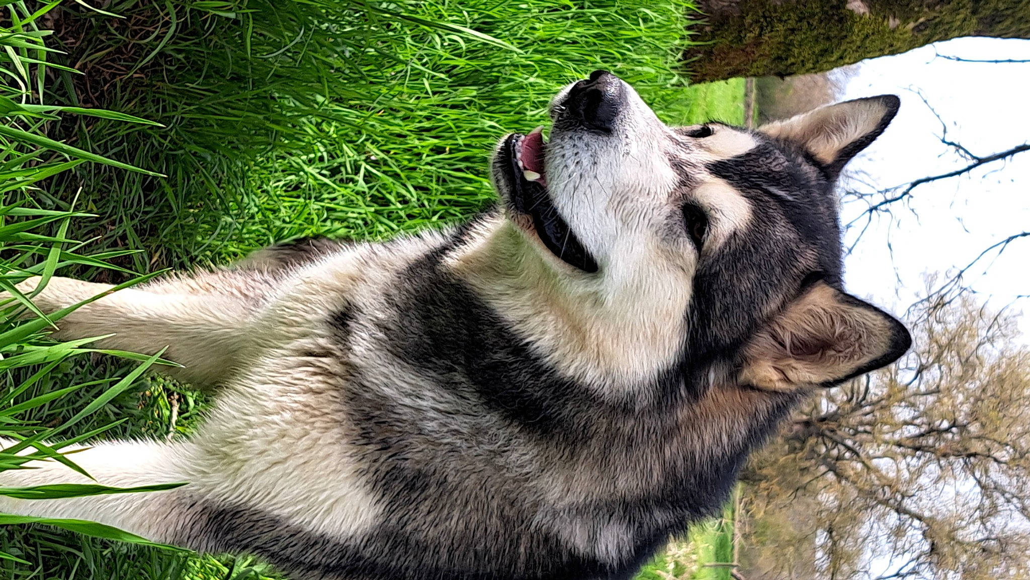 Sachiko participe au concours pour gagner de l'argent avec cette photo : canidae, canis, carnivore, companion_dog, dog, dog_breed, east_european_shepherd, fawn, fur, grass, herding_dog, plant, sled_dog, sporting_group, terrestrial_animal, tree, whiskers, wolf, working_animal, working_dog