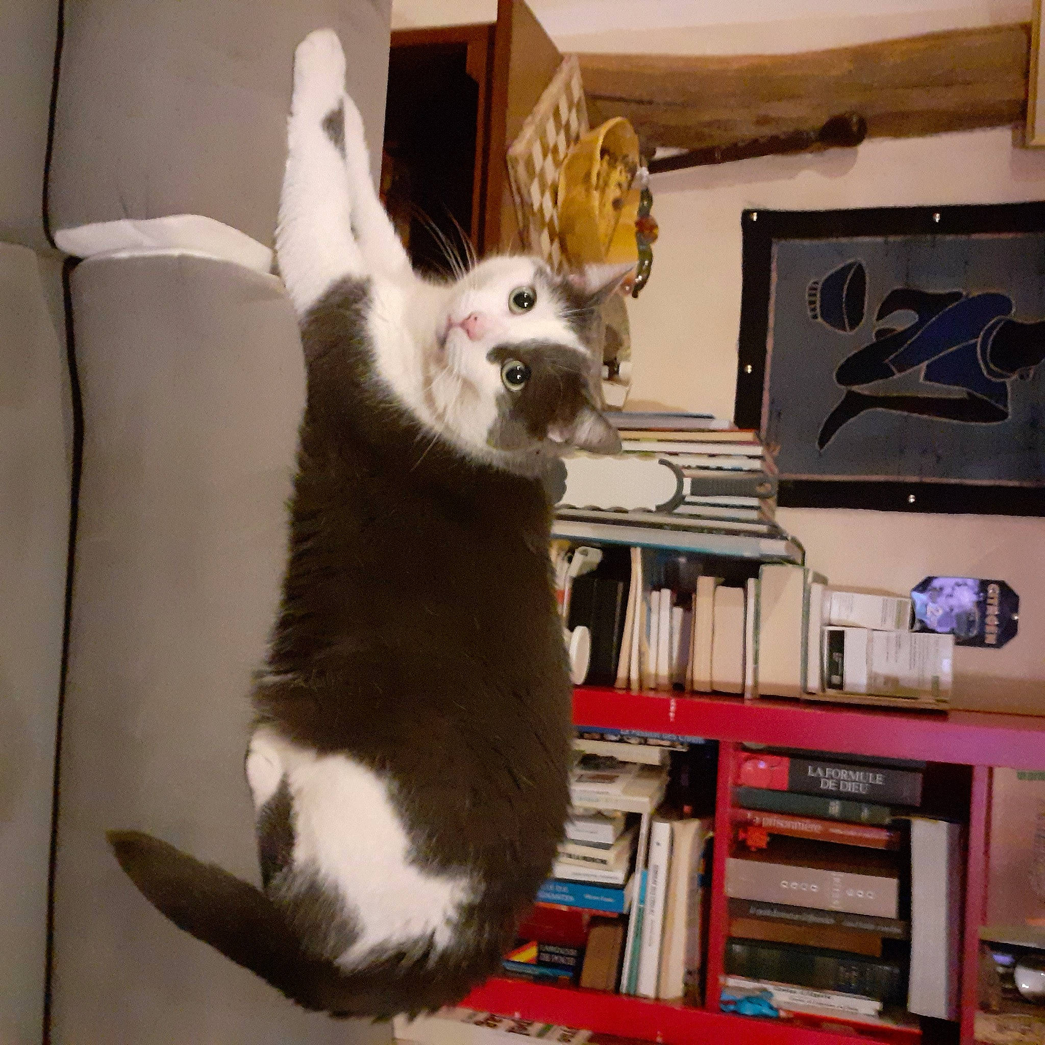 Scratch participe au concours pour gagner de l'argent avec cette photo : book, bookcase, carnivore, cat, comfort, companion_dog, dog_breed, domestic_short_haired_cat, felidae, fur, paw, picture_frame, publication, room, shelf, shelving, small_to_medium_sized_cats, tail, toy_dog, whiskers