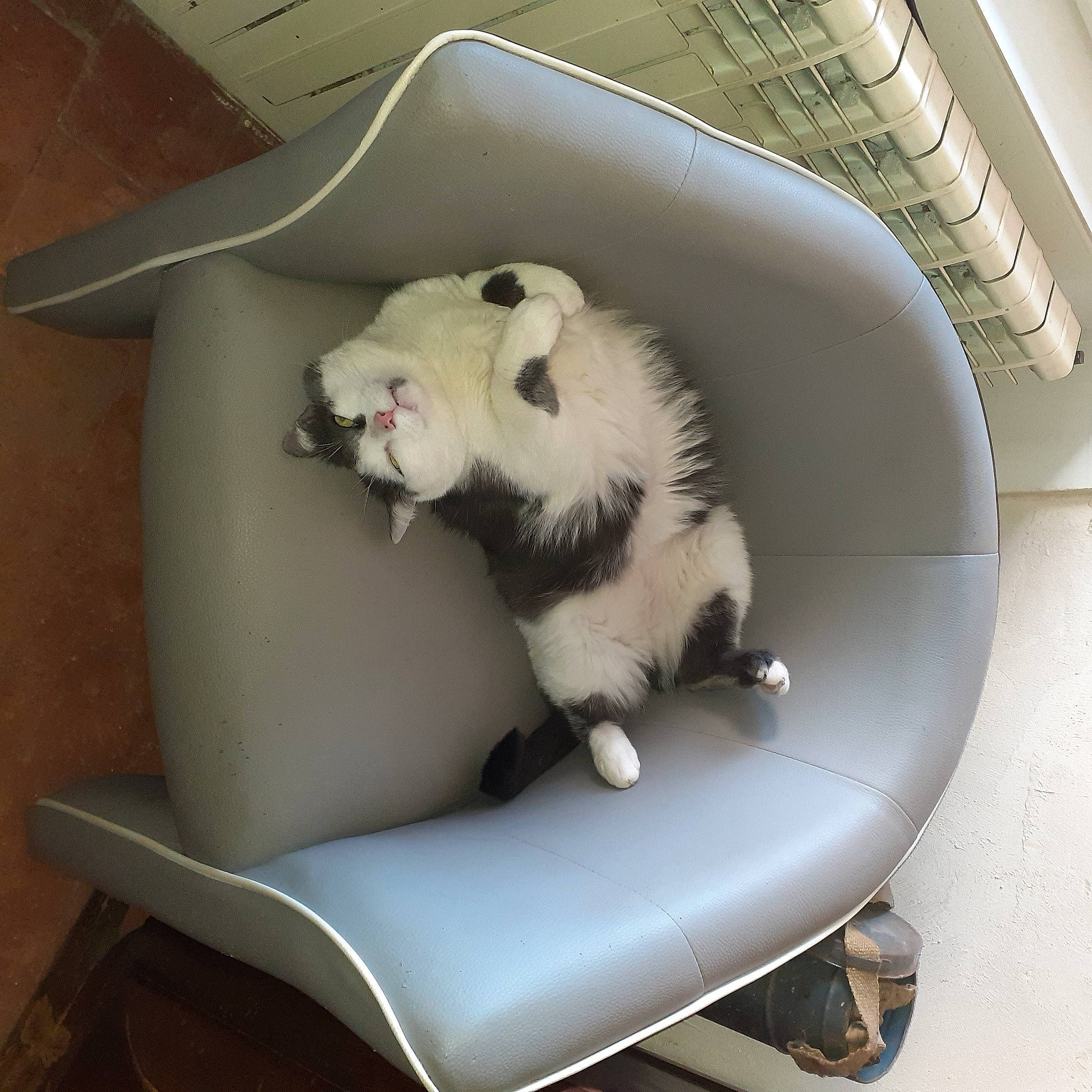 Scratch a rejoint le concours — aidez-le/la à gagner de superbes lots ! auto_part, automotive_design, automotive_exterior, canidae, car_seat, carnivore, chair, comfort, companion_dog, couch, dog, dog_breed, felidae, fur, paw, room, snout, sporting_group, tail, whiskers