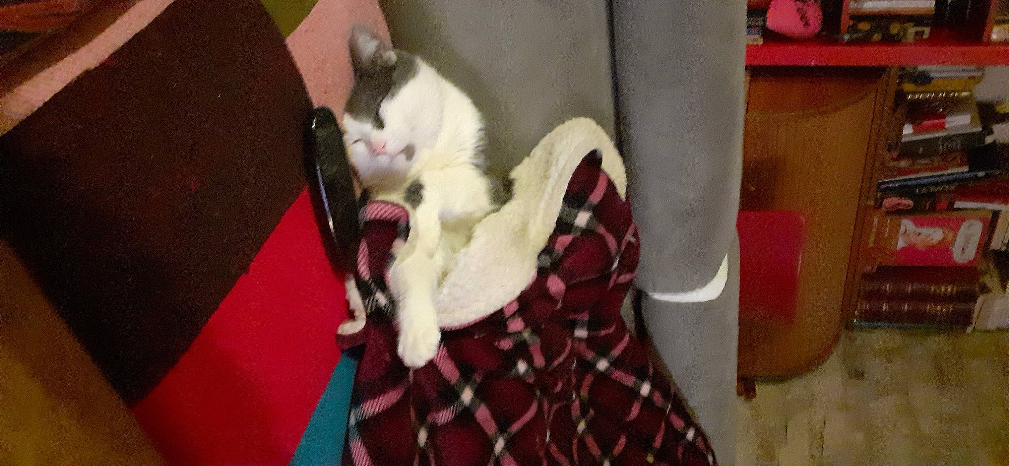 Scratch a rejoint le concours — aidez-le/la à gagner de superbes lots ! carmine, carnivore, cat, comfort, companion_dog, domestic_short_haired_cat, felidae, formal_wear, fur, human_leg, lap, linens, pattern, plaid, room, sitting, small_to_medium_sized_cats, tail, tartan, whiskers