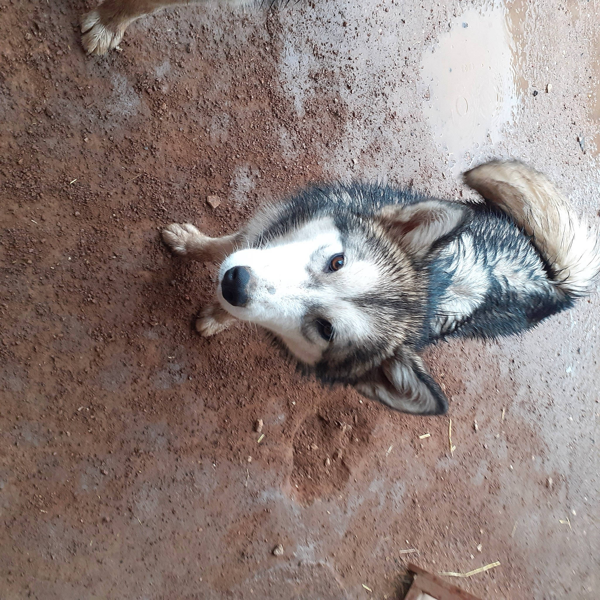 Tanza a rejoint le concours — aidez-le/la à gagner de superbes lots ! canidae, claw, dog_breed, fur, paw, snout, soil, terrestrial_animal, whiskers, wildlife