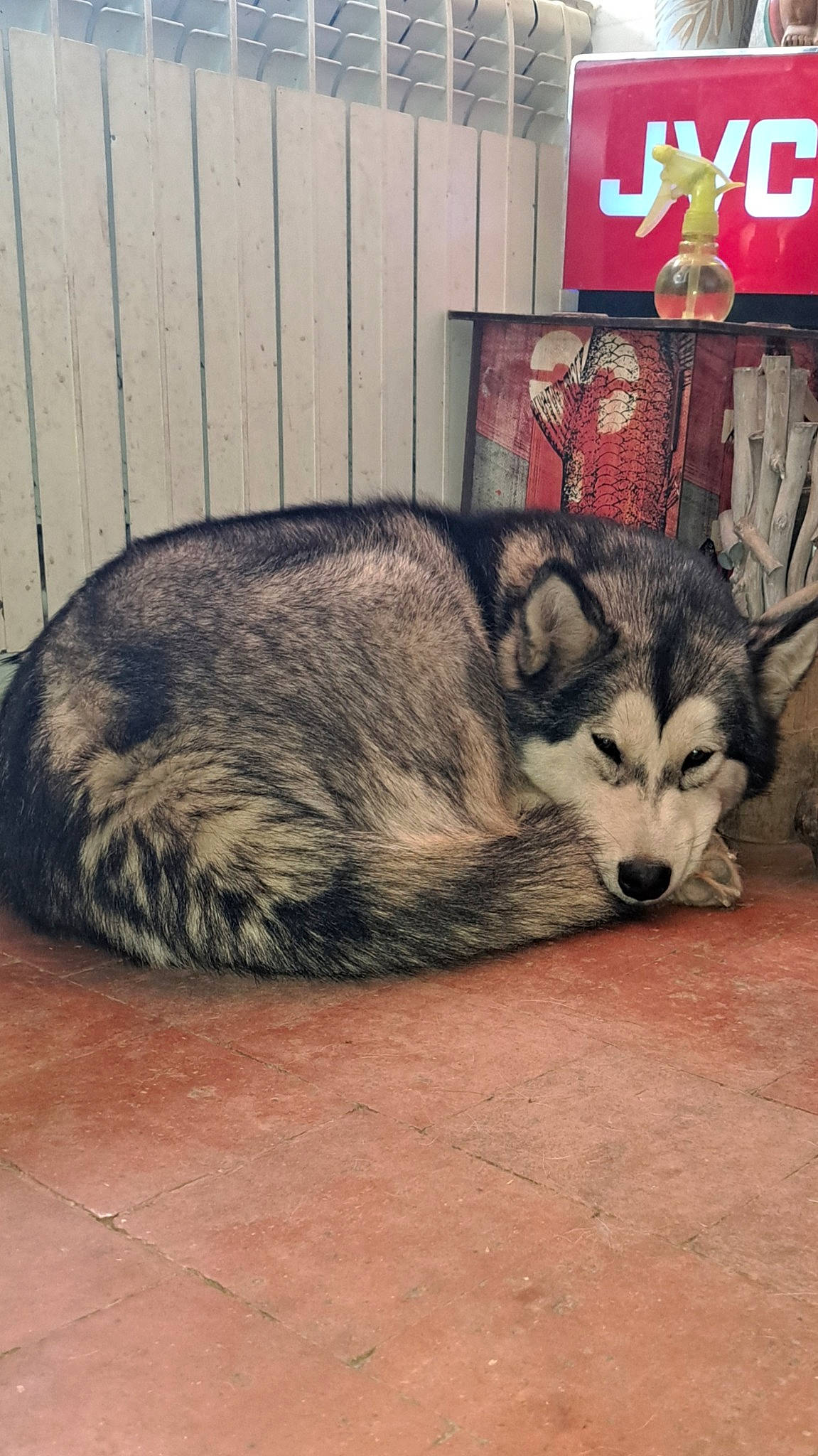 Tanza participe au concours pour gagner de l'argent avec cette photo : ancient_dog_breeds, canidae, canis, carnivore, dog, dog_breed, fawn, fur, sitting, sled_dog, snout, tail, terrestrial_animal, whiskers, wildlife, wolf, wood, working_animal, working_dog, zoo