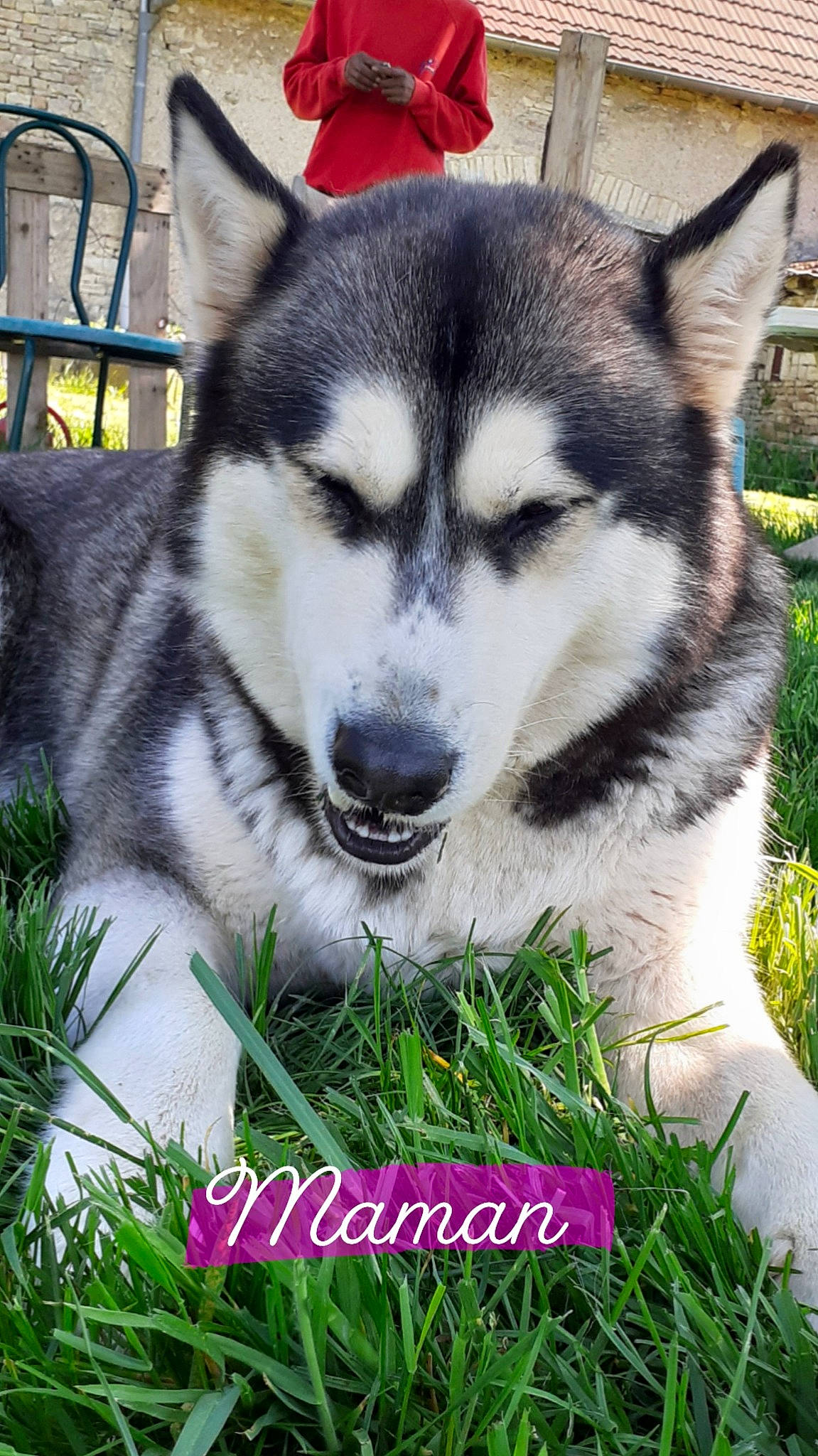 Laska a rejoint le concours — aidez-le/la à gagner de superbes lots ! art, canidae, canis, carnivore, companion_dog, dog, dog_breed, eye, fur, grass, head, plant, sled_dog, snout, terrestrial_animal, whiskers, wildlife, wolf, working_animal, working_dog