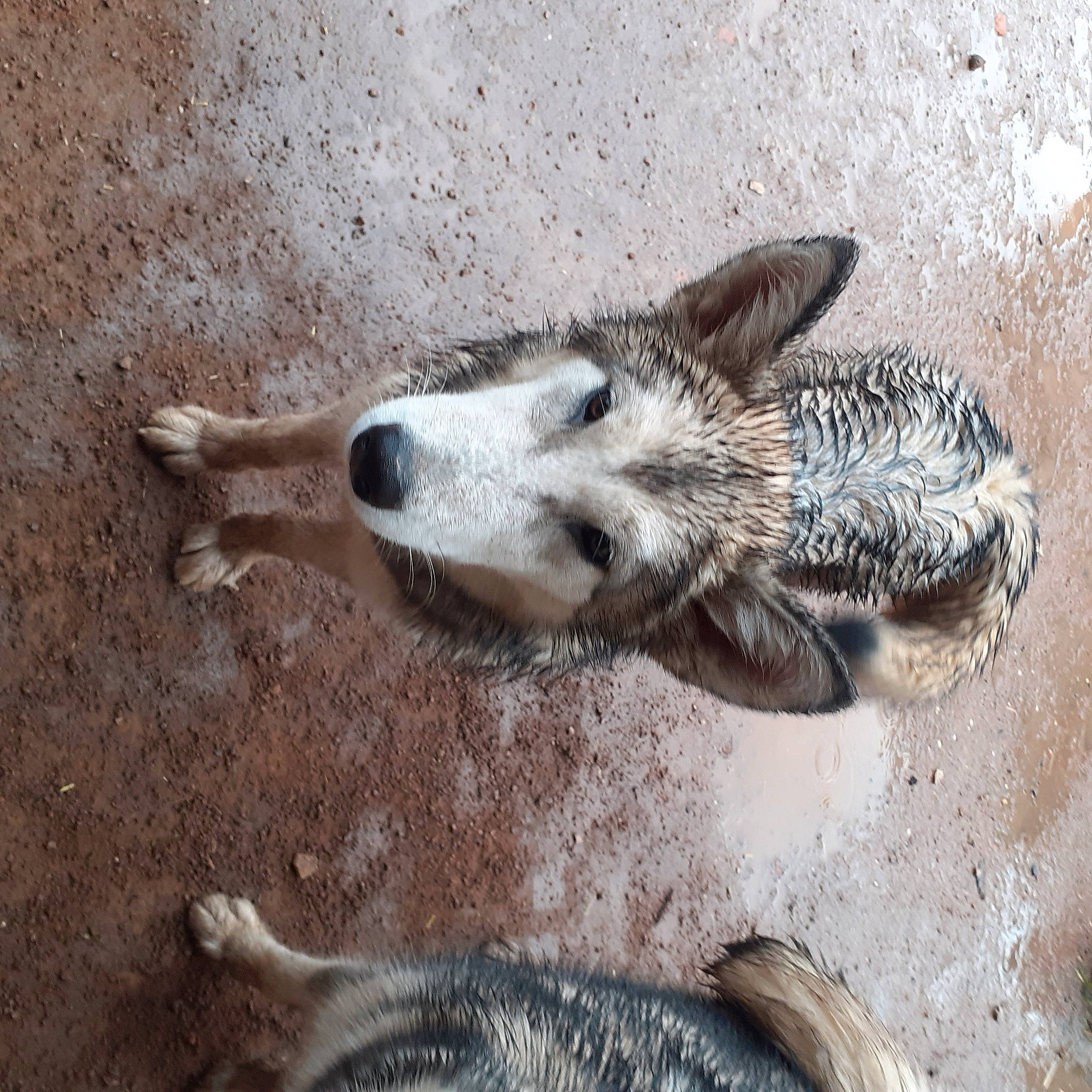 Taïga a rejoint le concours — aidez-le/la à gagner de superbes lots ! canidae, carnivore, claw, dog, dog_breed, fawn, foot, fur, paw, snout, soil, sporting_group, street_dog, tail, terrestrial_animal, wildlife, wood, working_animal