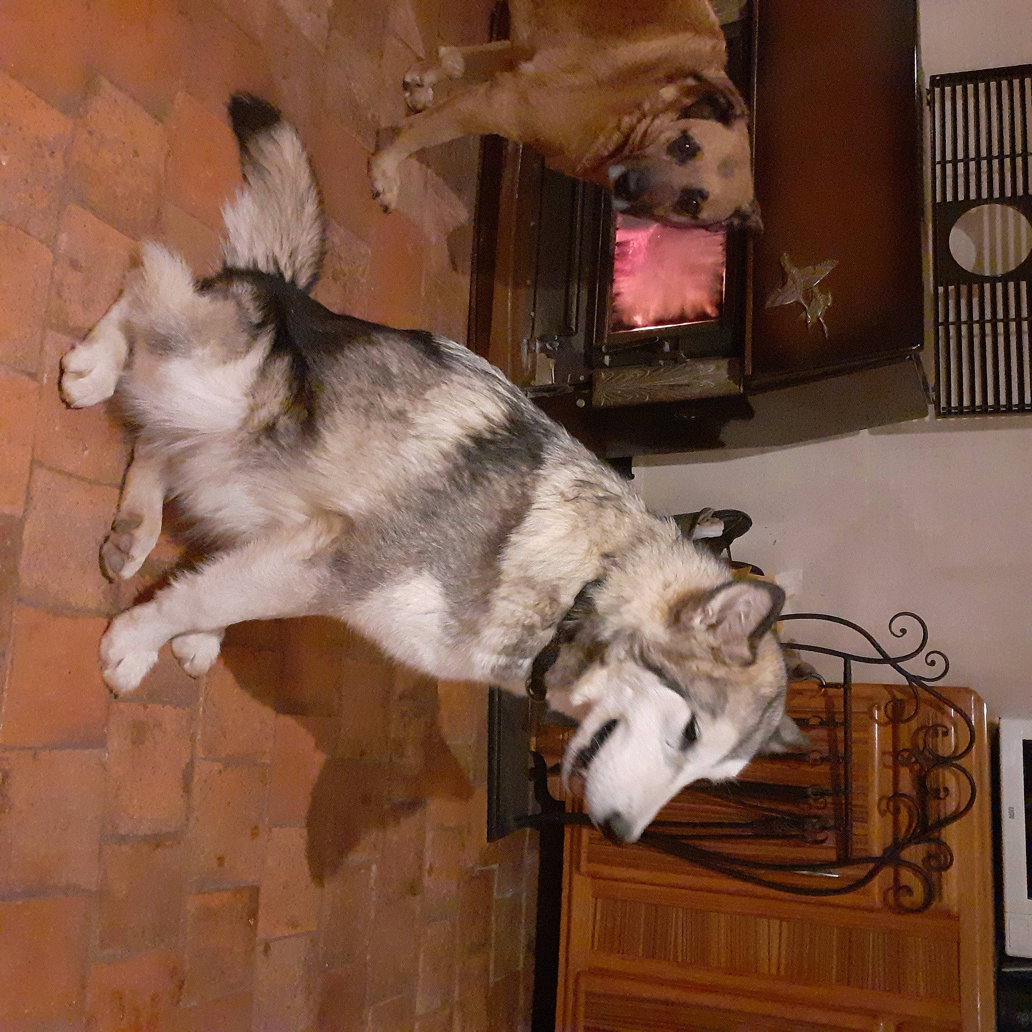 Taïga participe au concours pour gagner de l'argent avec cette photo : animal_shelter, canidae, carnivore, companion_dog, dog, dog_breed, fawn, flooring, fur, hardwood, mammal, paw, pet_supply, room, snout, sporting_group, tail, wood, working_animal