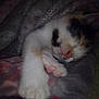 kitten, sleeping, paw, blanket, cozy, fur, cute, pet, animal, resting, soft, calm, cute_face, whiskers, ears, indoor, closeup, relaxing, feline, pink_nose