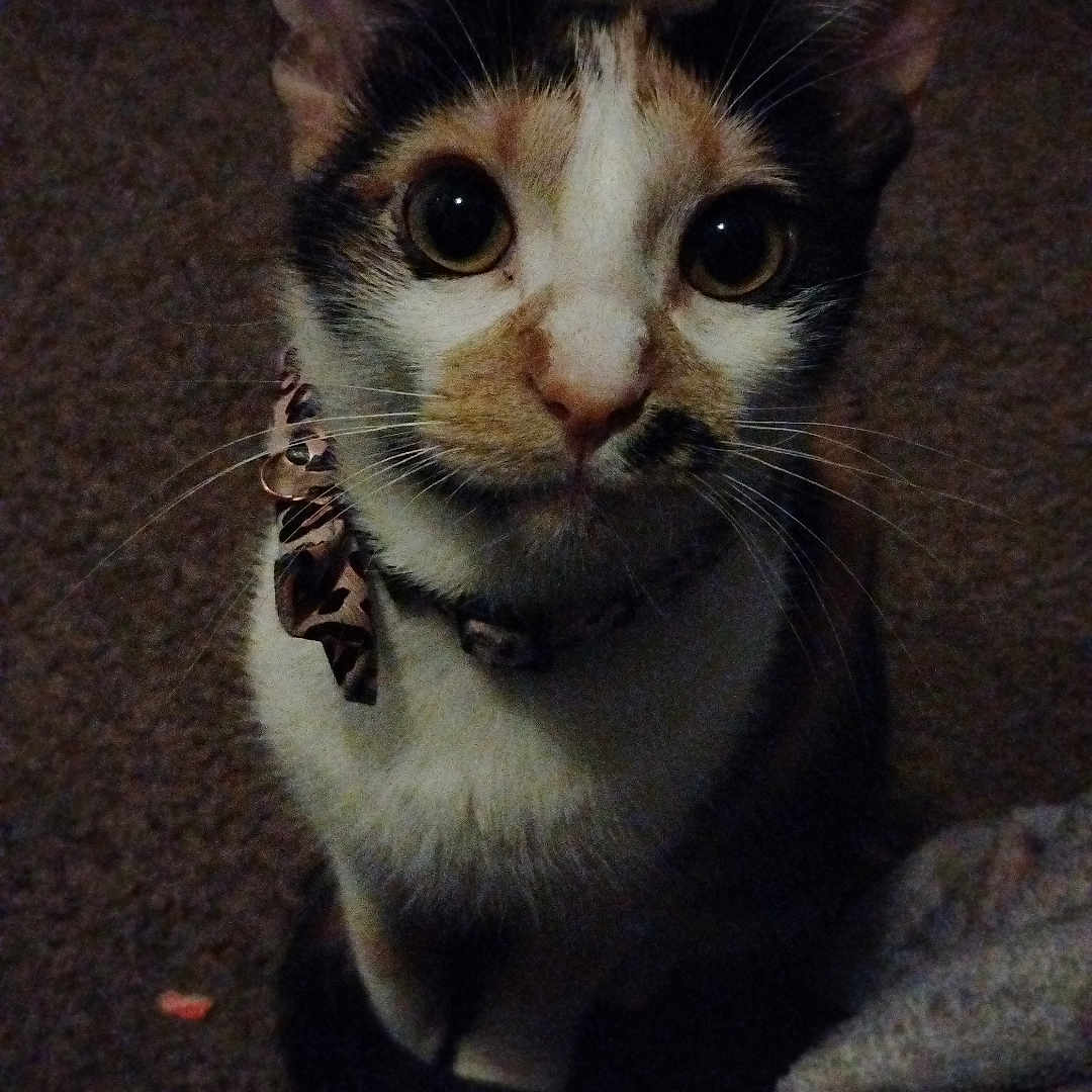 Tabitha joined the competition — help win amazing prizes! animal, attention, carpet, cat, closeup, collar, curious, cute, domestic, ears, eyes, feline, fur, indoor, mammal, pet, quiet, sitting, small, whiskers