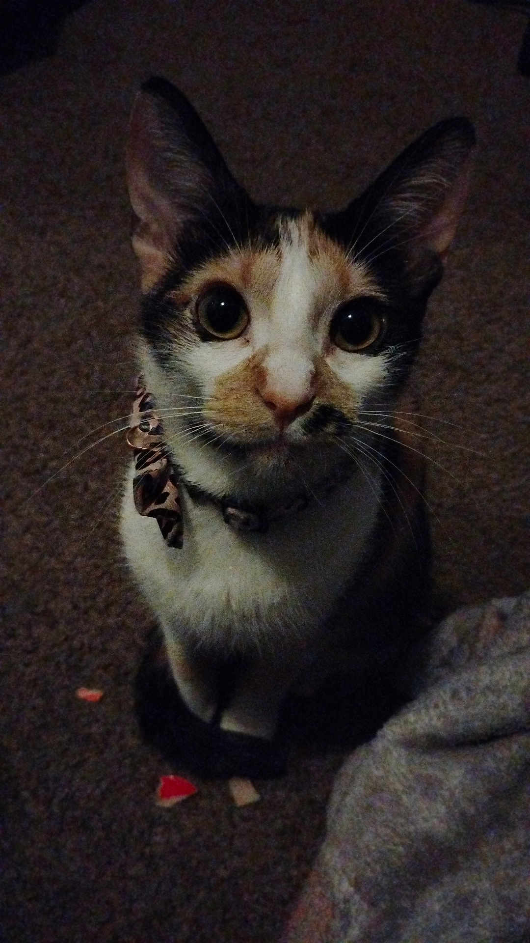 Tabitha joined the competition — help win amazing prizes! cat, pet, animal, indoor, carpet, collar, whiskers, ears, eyes, curious, feline, sitting, cute, domestic, fur, small, mammal, closeup, attention, quiet