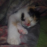 Tabitha is registered to the contest to win money with this photo: kitten, sleeping, paw, blanket, cozy, fur, resting, cute, animal, pet, whiskers, pink_nose, soft, calm, indoor, close_up, feline, nap, warm, covered