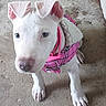 puppy, dog, white_dog, pet, animal, portrait, pink_outfit, plaid, hooded_clothing, floppy_ears, blue_eyes, brown_nose, paws, standing, indoors, concrete_floor, close_up, cute, fashionable, companion_animal
