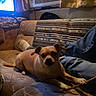 Jazzy is registered to the contest to win money with this photo: dog, indoor, couch, stick, person, jeans, air_conditioner, window, curtains, living_room, relaxed, tan_dog, pet, furniture, cozy, casual, home, resting, paw, brown_dog