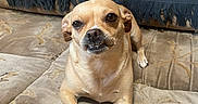 Jazzy joined the competition — help win amazing prizes! dog, small_dog, tan_dog, white_paws, couch, blanket, patterned_blanket, fringe, indoor, pet, canine, tail, fur, animal, cute, relaxed, home, living_room, expression, underbite