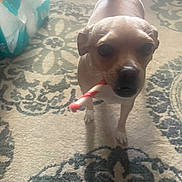 Jazzy is registered to the contest to win money with this photo: dog, small_dog, toy, carpet, indoor, pet, animal, chew_toy, curious, brown_dog, floor, playful, domestic_animal, canine, fur, ears, snout, standing, front_legs, tail