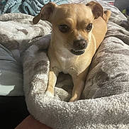 Jazzy is registered to the contest to win money with this photo: animal, bed, blanket, chihuahua, cozy, cute, dog, ears, face, fur, indoor, light, lying_down, pet, resting, small_dog, smile, soft_texture, tan_dog, teeth