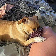 Jazzy is registered to the contest to win money with this photo: dog, tan_dog, bed, blanket, sheet, person, knee, paw, indoor, cozy, playful, affection, pet, animal, fur, resting, comfort, closeup, home, relaxed