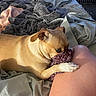 dog, tan_dog, bed, blanket, sheet, person, knee, paw, indoor, cozy, playful, affection, pet, animal, fur, resting, comfort, closeup, home, relaxed