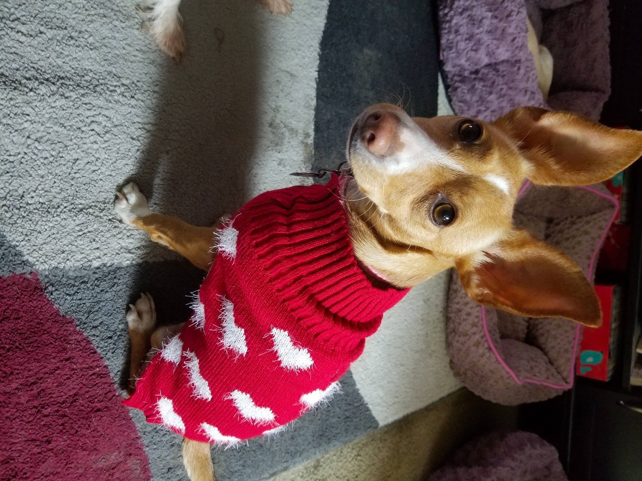 Coco joined the competition — help win amazing prizes! carnivore, collar, companion_dog, dog, dog_breed, dog_clothes, dog_collar, dog_supply, ear, eyewear, fashion_accessory, fawn, fur, leash, pet_supply, snout, sporting_group, toy_dog, whiskers, working_animal