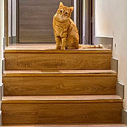 Willow participe au concours pour gagner de l'argent avec cette photo : animal, cat, centered_composition, curious, door, feline, ginger_fur, hallway, home, indoor, orange_cat, pet, portrait, short_hair, sitting, staircase, steps, tail, warm_lighting, wooden_stairs
