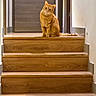 animal, cat, centered_composition, curious, door, feline, ginger_fur, hallway, home, indoor, orange_cat, pet, portrait, short_hair, sitting, staircase, steps, tail, warm_lighting, wooden_stairs
