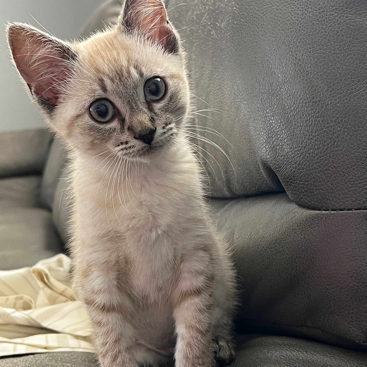 Nocciola joined the competition — help win amazing prizes! abyssinian, animal, armchair, cat, chair, couch, furniture, kitten, manx, pet, siamese