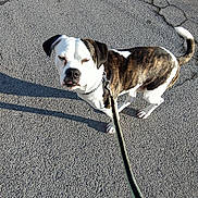 Buster joined the competition — help win amazing prizes! dog, brindle, white, leash, pavement, outdoor, sunlight, shadow, pet, canine, walking, collar, street, animal, daylight, standing, closeup, expression, short_hair, ears