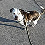 dog, brindle, white, leash, pavement, outdoor, sunlight, shadow, pet, canine, walking, collar, street, animal, daylight, standing, closeup, expression, short_hair, ears