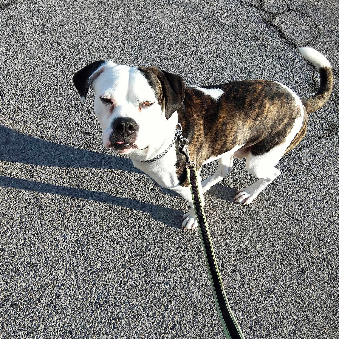 Buster joined the competition — help win amazing prizes! animal, brindle, canine, closeup, collar, daylight, dog, ears, expression, leash, outdoor, pavement, pet, shadow, short_hair, standing, street, sunlight, walking, white