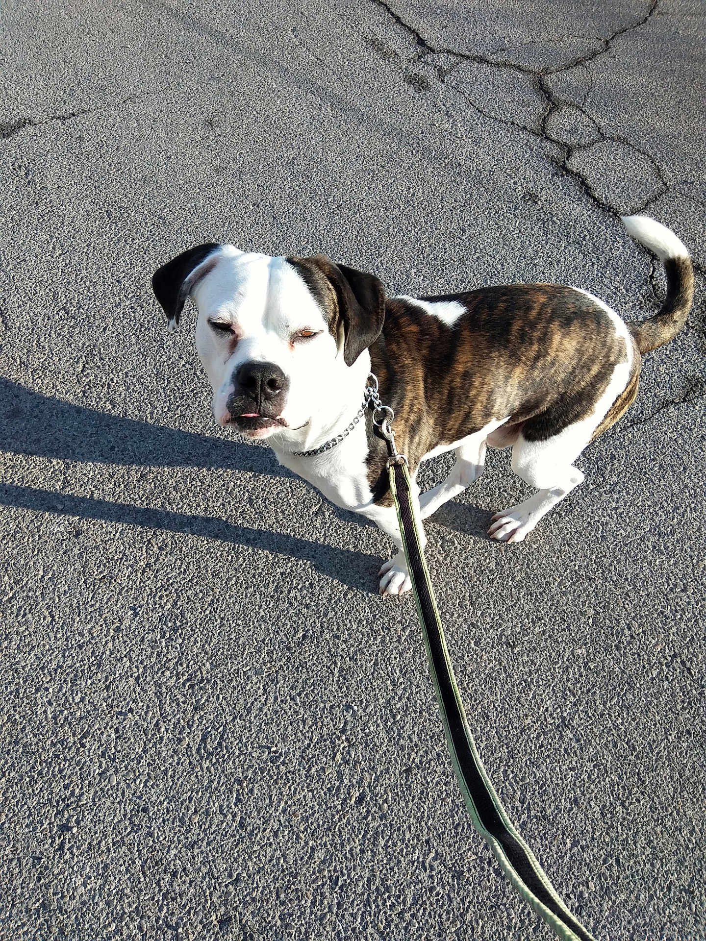 Buster joined the competition — help win amazing prizes! dog, brindle, white, leash, pavement, outdoor, sunlight, shadow, pet, canine, walking, collar, street, animal, daylight, standing, closeup, expression, short_hair, ears