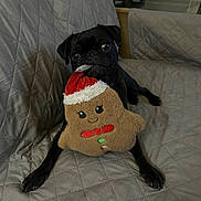 Nibbles joined the competition — help win amazing prizes! animal, black_dog, couch, cute, dog, expression, face, furniture, gingerbread_man, home, indoor, looking, pet, plush_toy, pug, quilted_cover, santa_hat, sitting, small_dog, toy