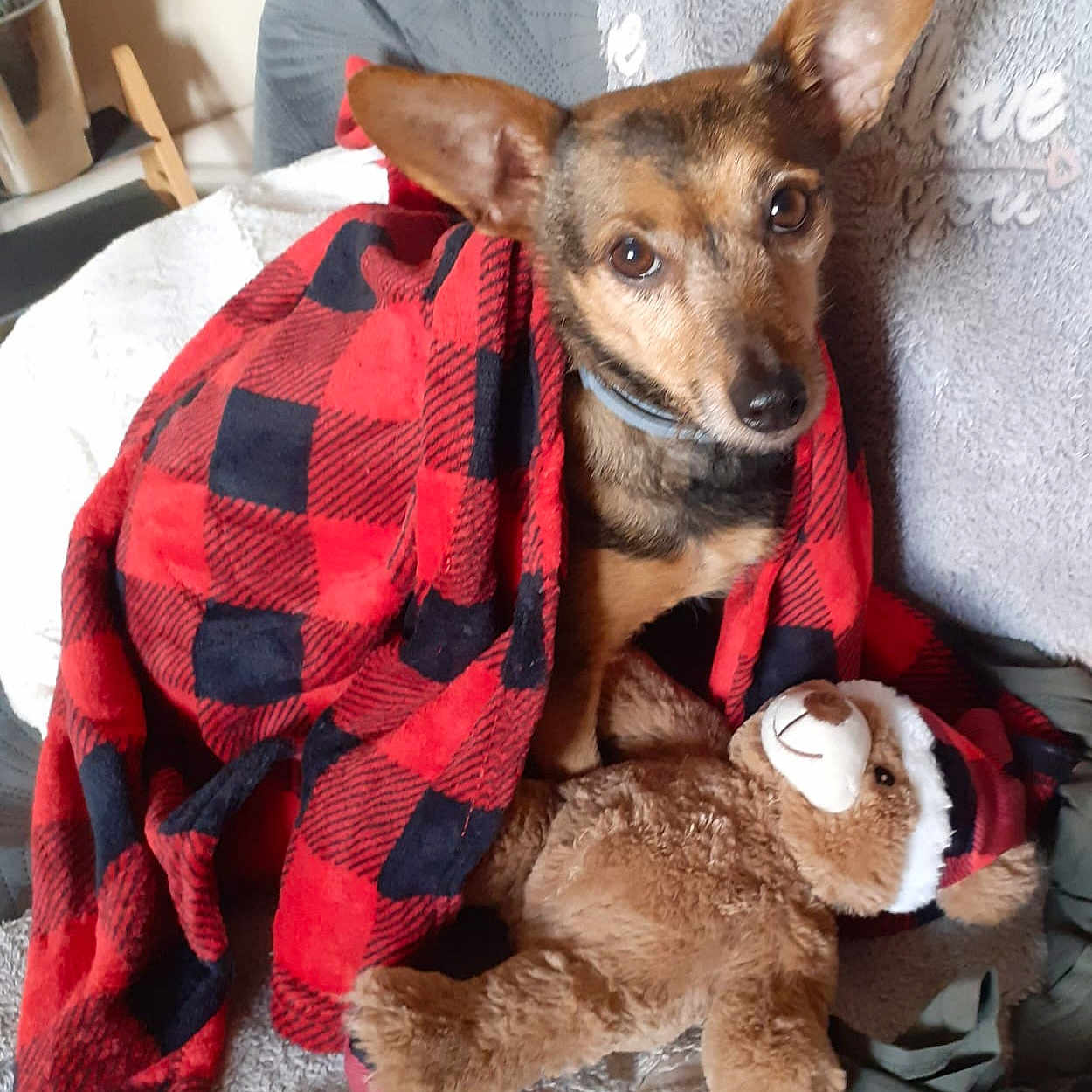 Popey participe au concours pour gagner de l'argent avec cette photo : blanket, brown_dog, checkered_pattern, collar, comfort, couch, cozy, cute, dog, domestic_pet, ears_up, fabric, furniture, indoor, looking_at_camera, pet, plush_toy, red_and_black, soft_toy, teddy_bear