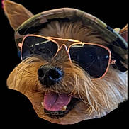 Rachet joined the competition — help win amazing prizes! dog, sunglasses, hat, camo, pet, tongue, happy, portrait, closeup, animal, fur, canine, cute, accessory, smiling, headwear, fashion, outdoor, cool, funny