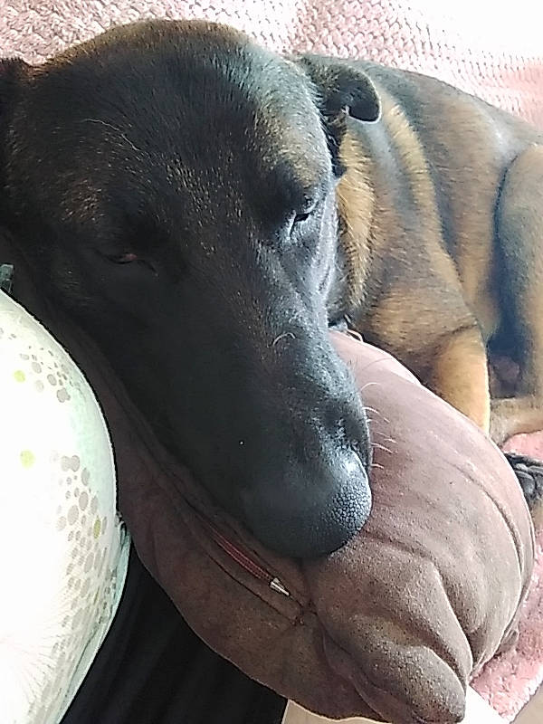 Raven participe au concours pour gagner de l'argent avec cette photo : borador, canidae, carnivore, circle, comfort, companion_dog, dog, dog_breed, fawn, guard_dog, gun_dog, non_sporting_group, pet_supply, snout, sporting_group, terrestrial_animal, whiskers, working_animal