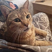 Orka participe au concours pour gagner de l'argent avec cette photo : cat, tabby, pet, animal, indoor, blanket, pattern, resting, close_up, whiskers, feline, fur, cute, cozy, relaxed, home, domestic, mammal, face, ears