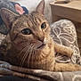 cat, tabby, pet, animal, indoor, blanket, pattern, resting, close_up, whiskers, feline, fur, cute, cozy, relaxed, home, domestic, mammal, face, ears