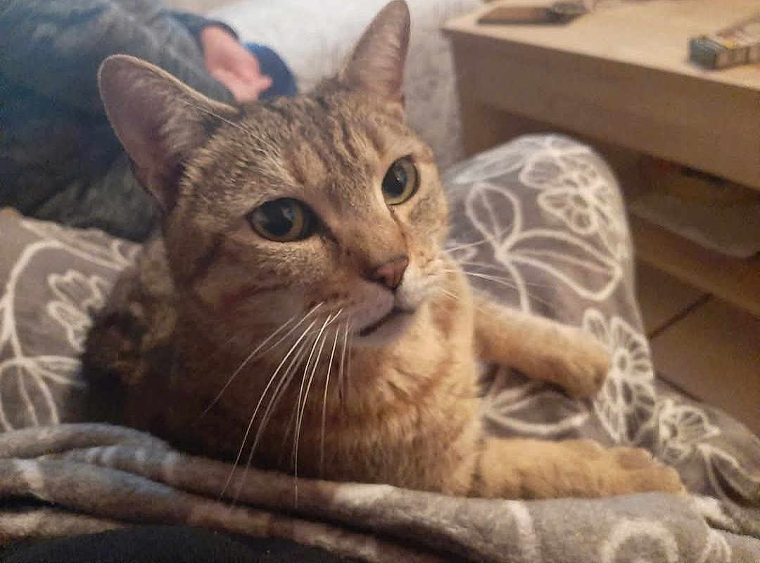 Orka