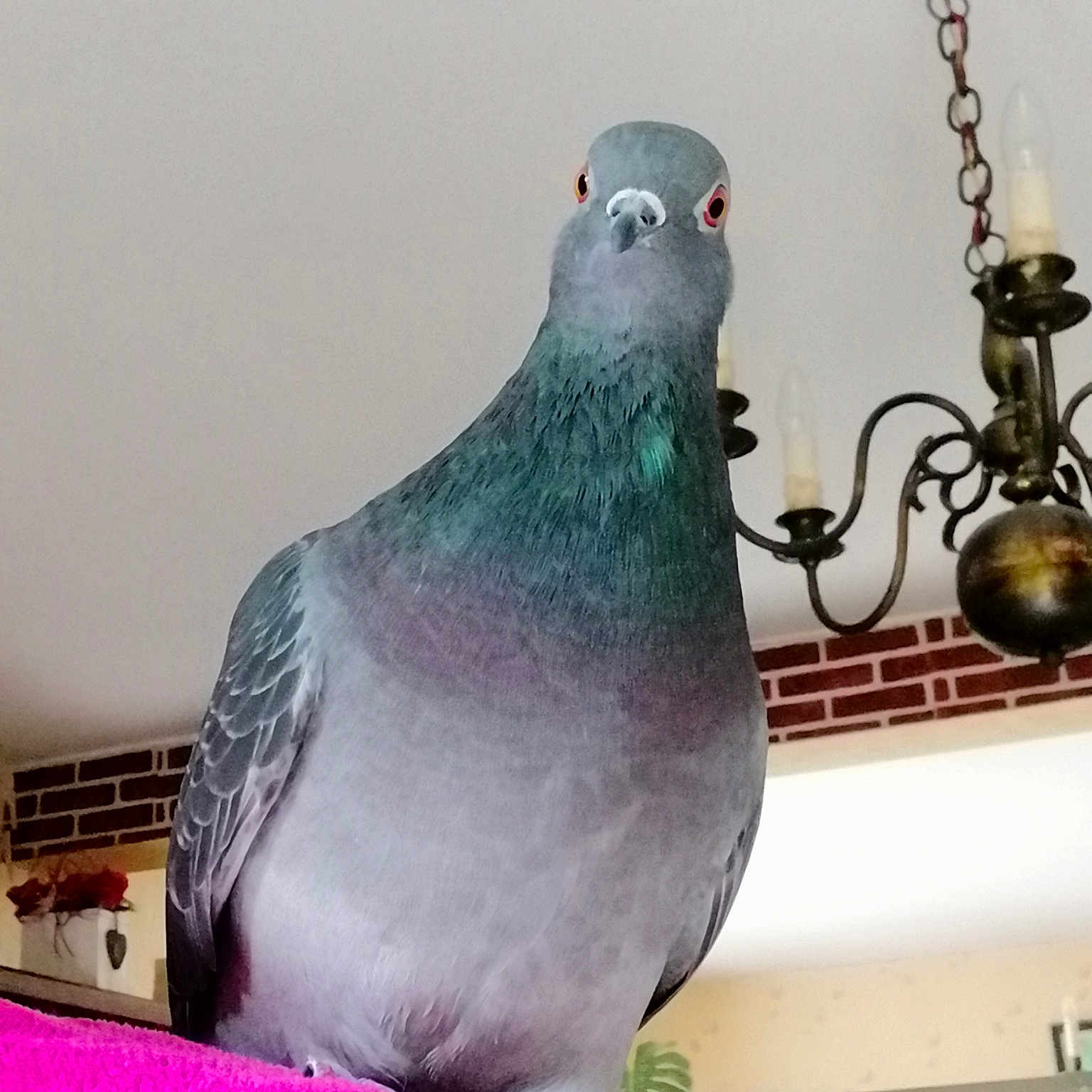 Lulu La Pigeonne