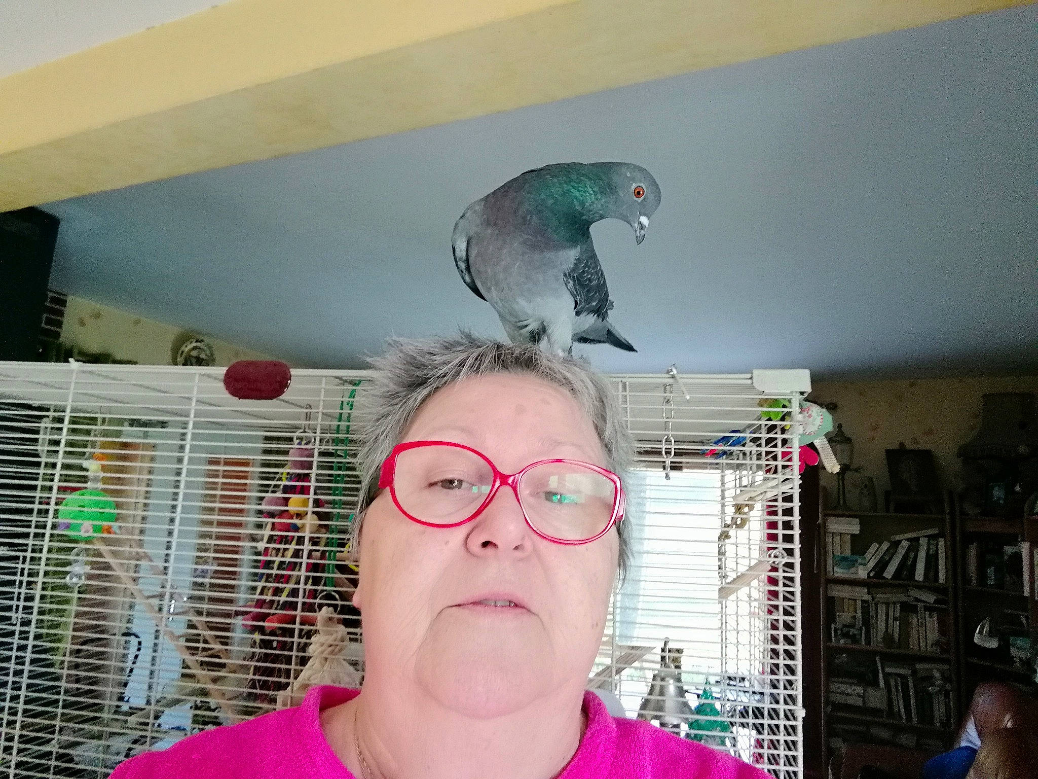 Lulu La Pigeonne a rejoint le concours — aidez-le/la à gagner de superbes lots ! african_grey, bird, budgie, cockatiel, cockatoo, ear, glasses, hair, head, lovebird, macaw, parakeet, parrot, selfie, whiskers