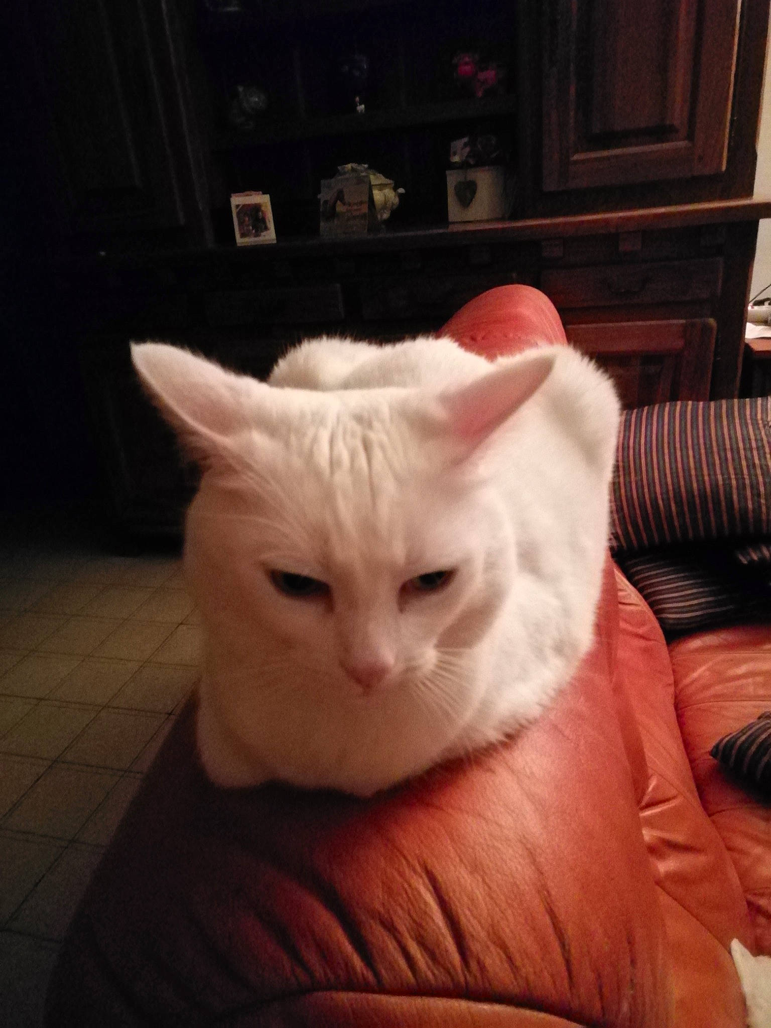 Jawel a rejoint le concours — aidez-le/la à gagner de superbes lots ! asian, burmilla, carnivore, cat, ear, eye, felidae, fur, furniture, head, khao_manee, kitten, mammal, nose, small_to_medium_sized_cats, turkish_angora, turkish_van, whiskers