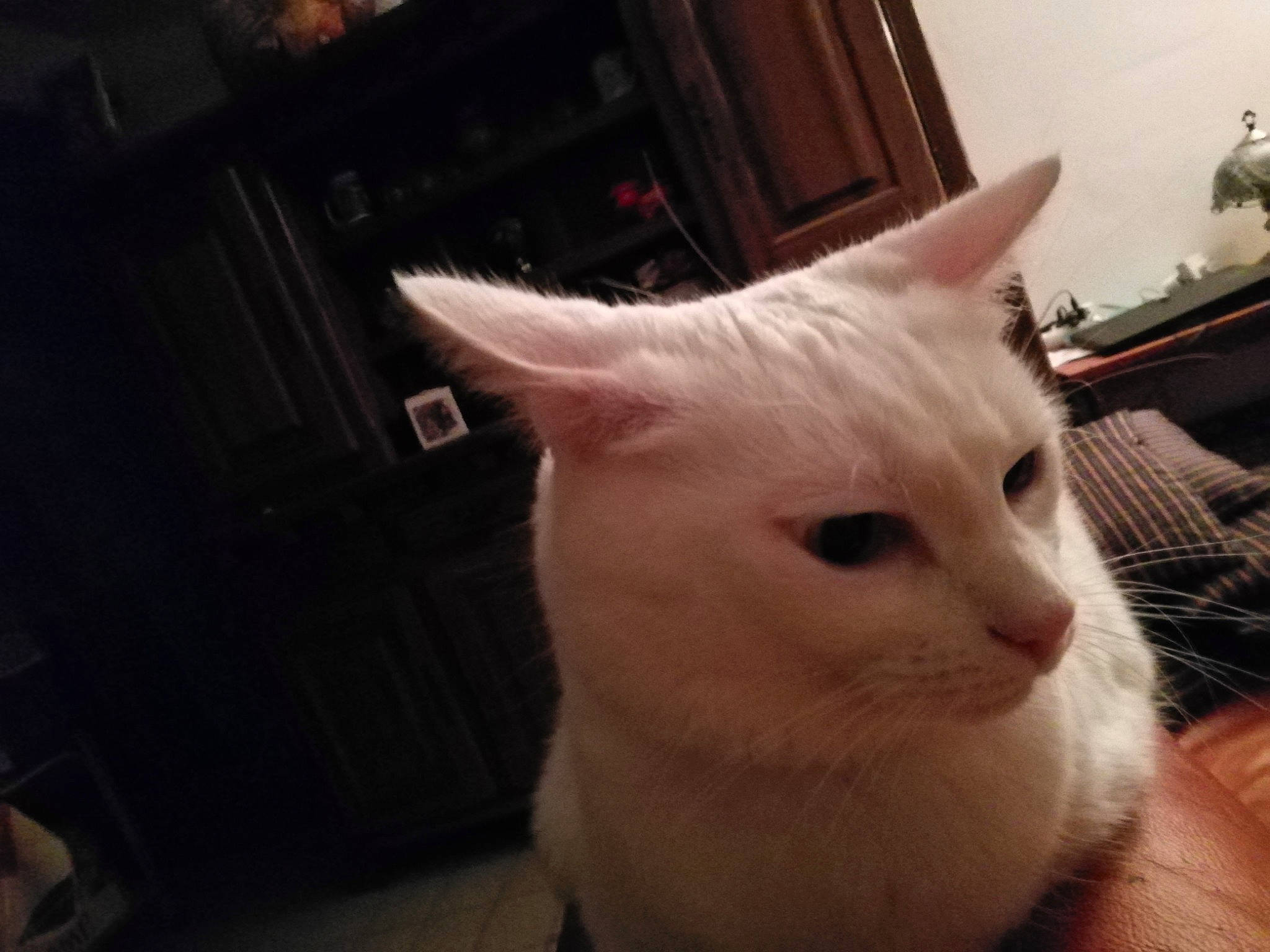 Jawel a rejoint le concours — aidez-le/la à gagner de superbes lots ! asian, carnivore, cat, colorpoint_shorthair, ear, eye, face, felidae, head, khao_manee, mammal, nose, sky, small_to_medium_sized_cats, snapshot, snout, turkish_angora, turkish_van, vertebrate, whiskers