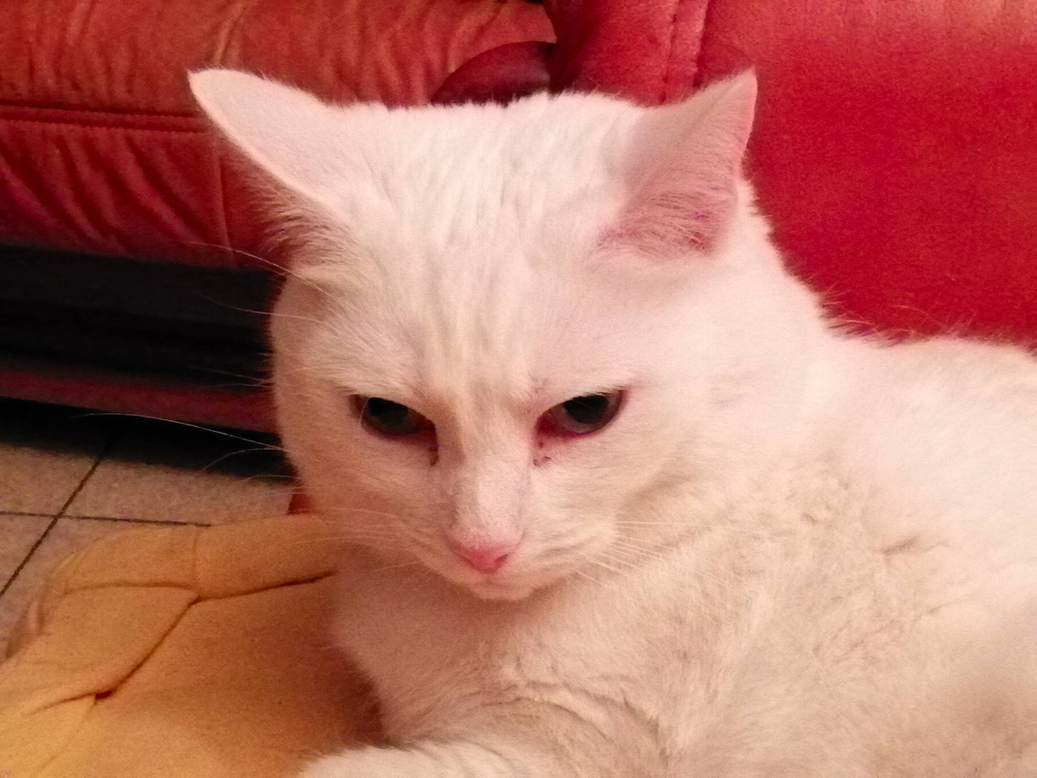 Jawel participe au concours pour gagner de l'argent avec cette photo : american_curl, burmilla, carnivore, cat, colorpoint_shorthair, domestic_long_haired_cat, domestic_short_haired_cat, eye, felidae, fur, javanese, khao_manee, kitten, mammal, ragdoll, small_to_medium_sized_cats, turkish_angora, turkish_van, vertebrate, whiskers