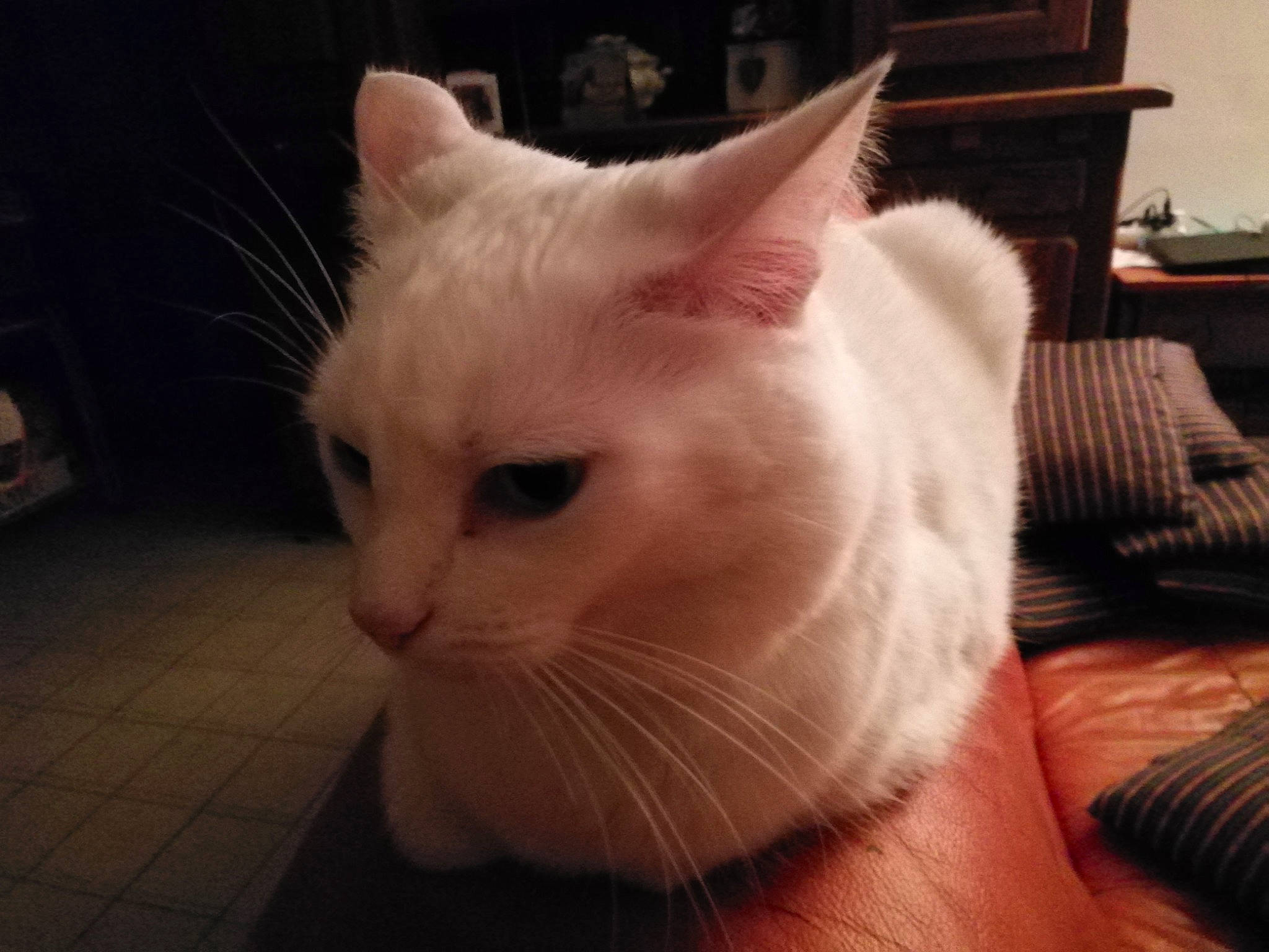 Jawel a rejoint le concours — aidez-le/la à gagner de superbes lots ! asian, burmilla, carnivore, cat, colorpoint_shorthair, domestic_long_haired_cat, ear, eye, felidae, fur, head, khao_manee, kitten, mammal, nose, small_to_medium_sized_cats, turkish_angora, turkish_van, vertebrate, whiskers