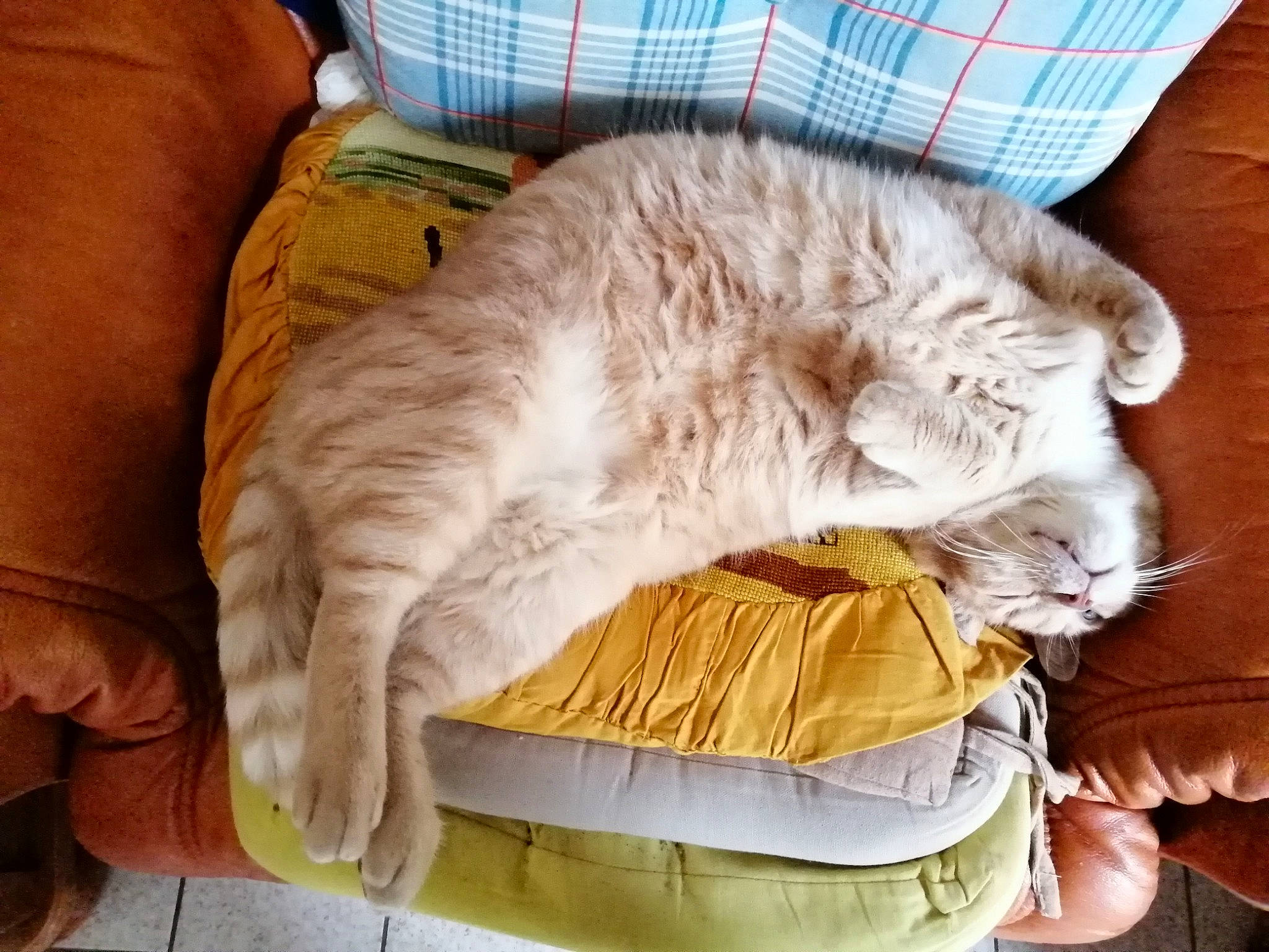 Jules a rejoint le concours — aidez-le/la à gagner de superbes lots ! british_longhair, carnivore, cat, child, comfort, domestic_short_haired_cat, ear, european_shorthair, felidae, fur, hug, kitten, nap, play, sleep, small_to_medium_sized_cats, whiskers