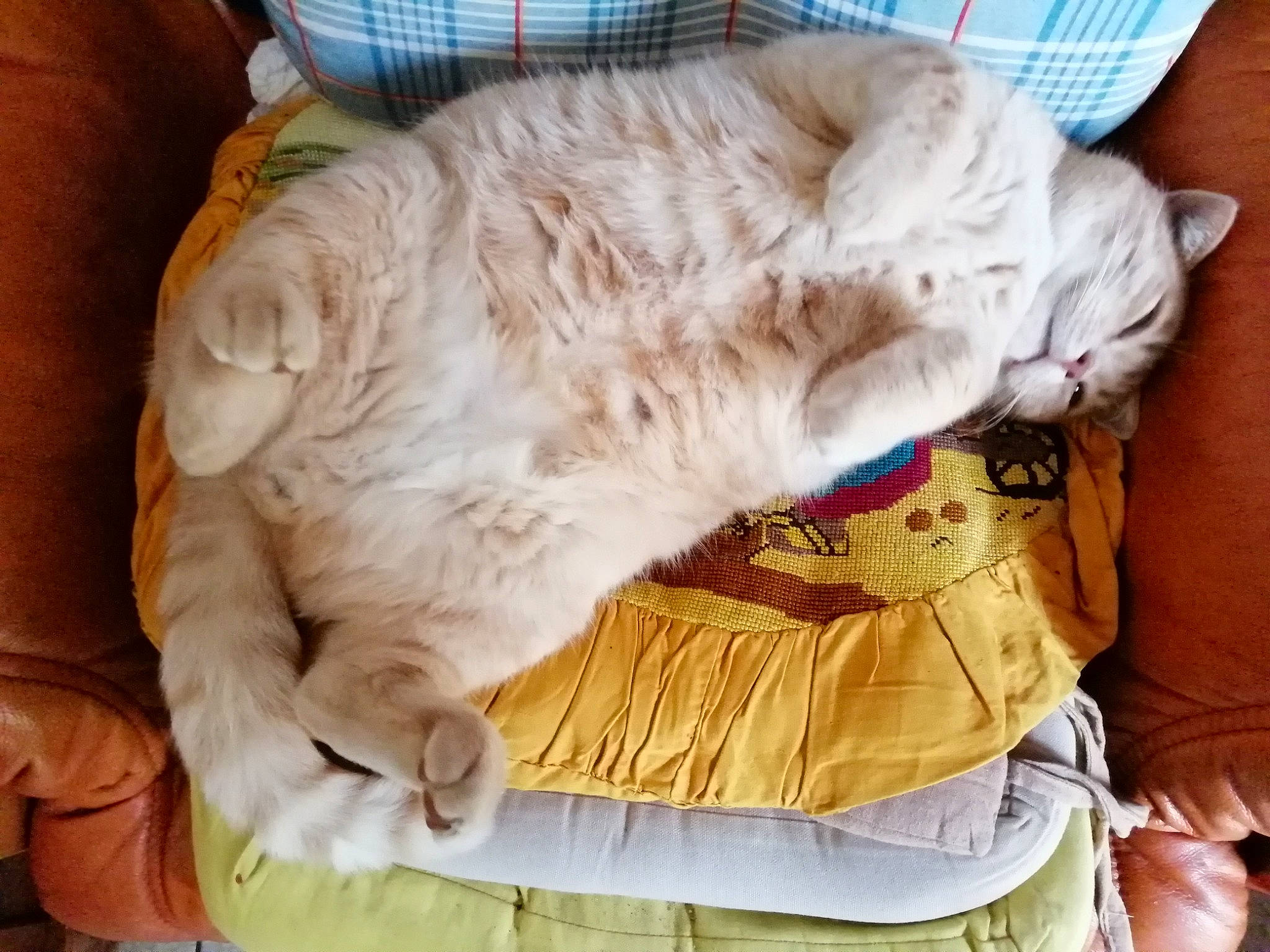 Jules a rejoint le concours — aidez-le/la à gagner de superbes lots ! carnivore, cat, felidae, fur, kitten, nap, sleep, small_to_medium_sized_cats, whiskers